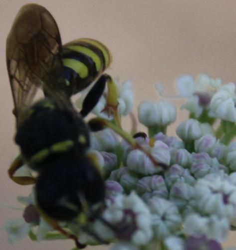 Ectemnius sp.