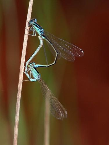 Réf. 274 804 : Ischnura pumilio