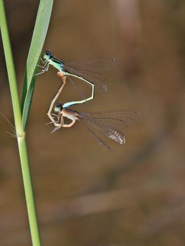 Ischnura pumilio