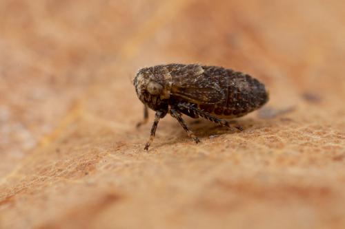 Anaceratagallia ribauti
