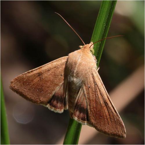 Réf. 274 350 : Helicoverpa armigera