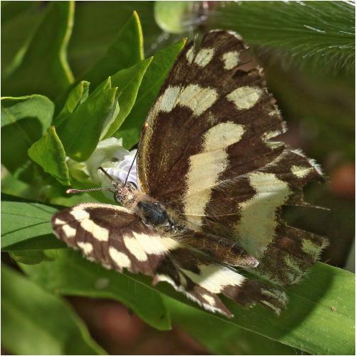Réf. 274 616 : Pinacopteryx eriphia