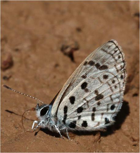 Azanus moriqua