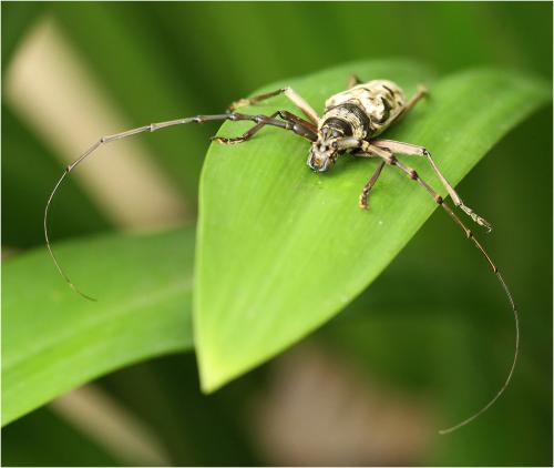 Massirachys mariae