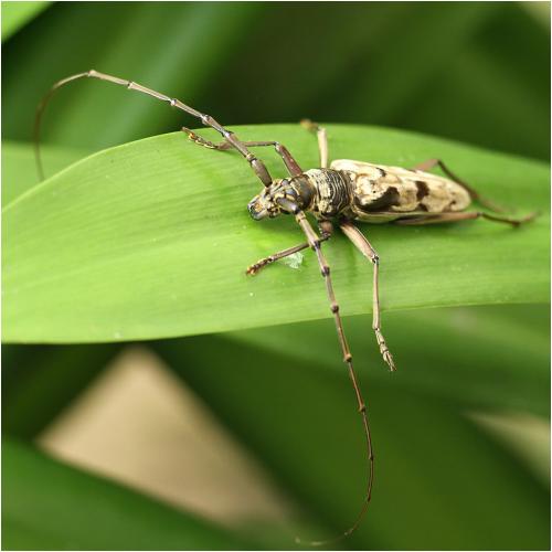 Massirachys mariae