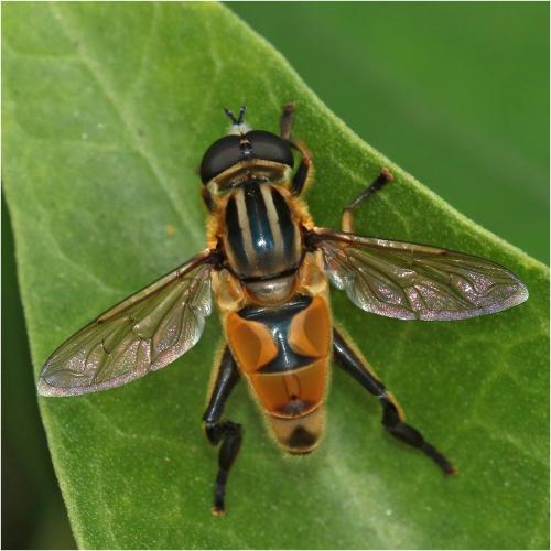 Mesembrius caffer
