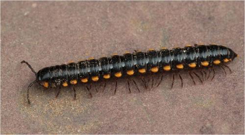 Réf. 274 439 : Anoplodesmus sp.