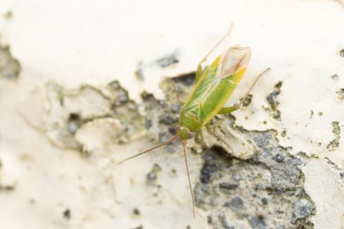 Réf. 274 741 : Orthotylus sp.