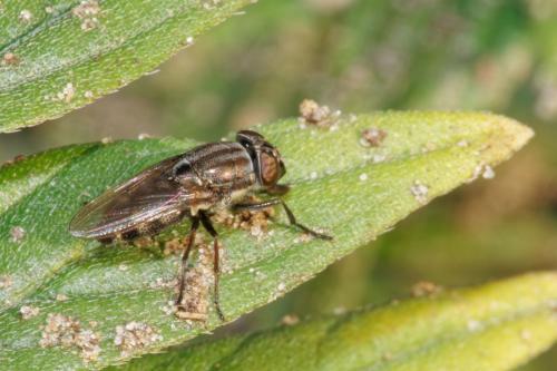 Stomorhina lunata
