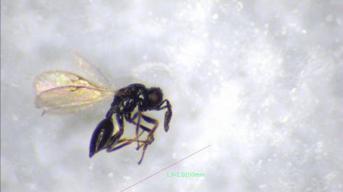 Réf. 274 331 : Asaphes sp.
