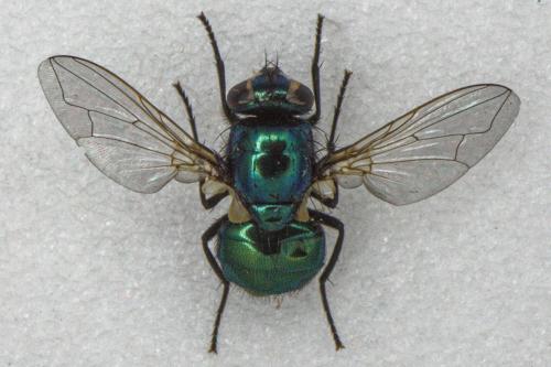 Réf. 274 373 : Neomyia cornicina