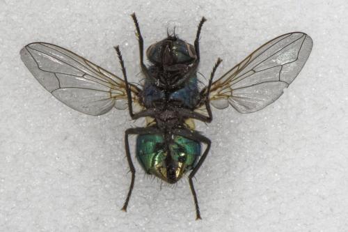 Réf. 274 374 : Neomyia cornicina
