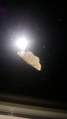 Menophra abruptaria