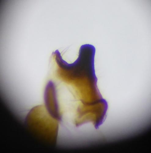 Drusus discolor