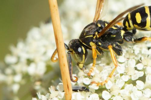 Polistes nimpha