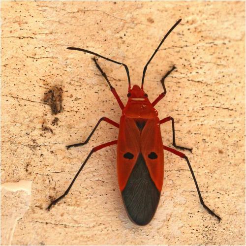 Réf. 274 000 : Dysdercus koenigii