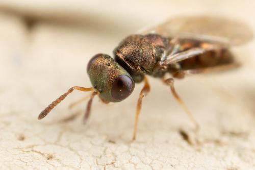 Mesopolobus dubius