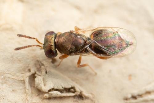 Mesopolobus dubius