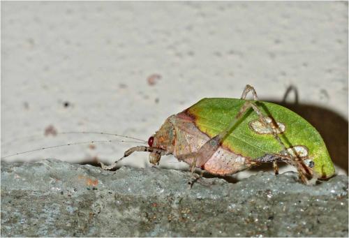 Réf. 274 658 : Pycnopalpa bicordata