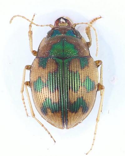 Réf. 274 168 : Omophron limbatum