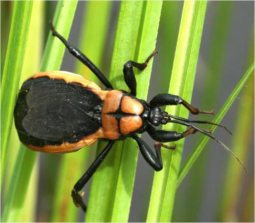 Ectrichodia crux
