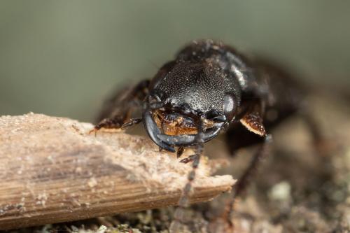 Tasgius sp.