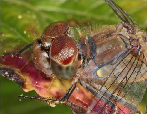 Sympetrum striolatum