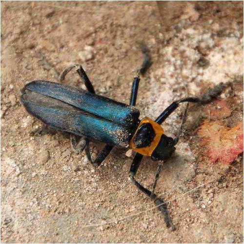 Réf. 274 055 : Themus sp.
