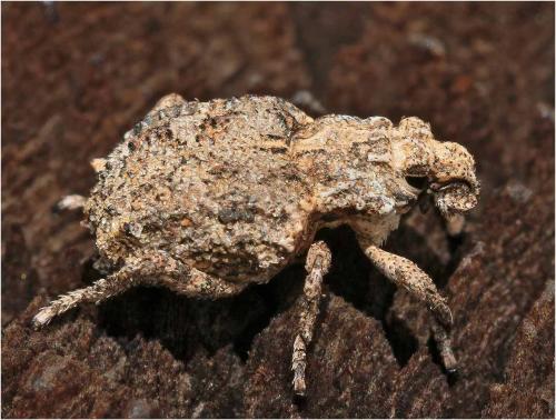 Brachycerini