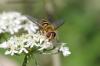 274782 – Photo : Michel Renou – France (91)