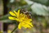 274551 – Photo : Baptiste Dondaine – France (62)