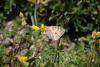 274831 – Photo : Limenitis78 – France (05)