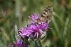 274830 – Photo : Limenitis78 – France (05)