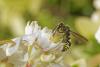 274388 – Photo : Lionel Casset – France (77)