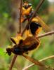 274010 – Photo : buzard – Macédoine