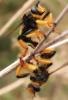 274009 – Photo : buzard – Macédoine