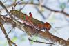 274714 – Photo : Gerard VIGO – Colombie