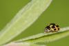 274787 – Photo : Daniel Rumo – Suisse