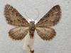 274585 – Photo : Pierre Cabrol – France (66)