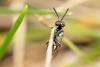 274510 – Photo : Jessica Joachim – France (81)