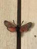 274762 – Photo : Limenitis78 – France (05)