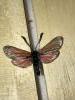 274766 – Photo : Limenitis78 – France (84)