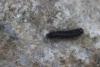 Arctiinae inconnu