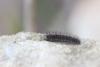 Arctiinae inconnu