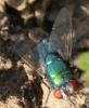 274500 – Photo : Alexis Bliot – France (60)