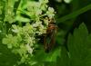 274466 – Photo : Denis Bucaille – France (60)