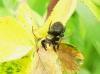 274888 – Photo : Denis Bucaille – France (60)