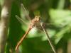 274204 – Photo : Bobabar – France (85)