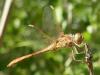 274205 – Photo : Bobabar – France (85)