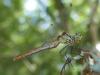Sympetrum sanguineum